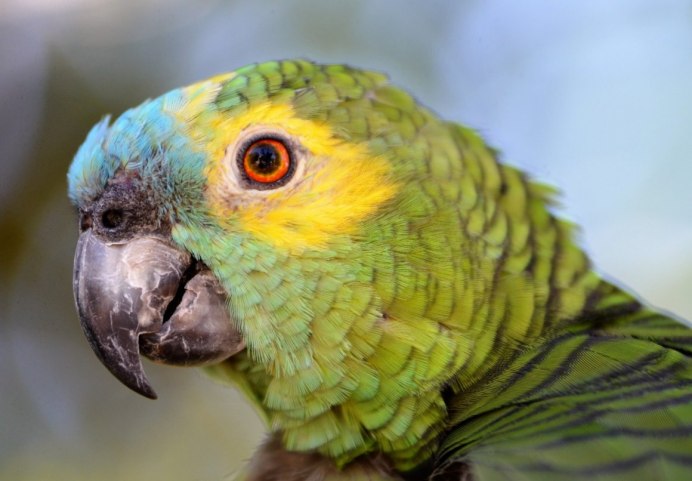 Poicephalus cryptoxanthus