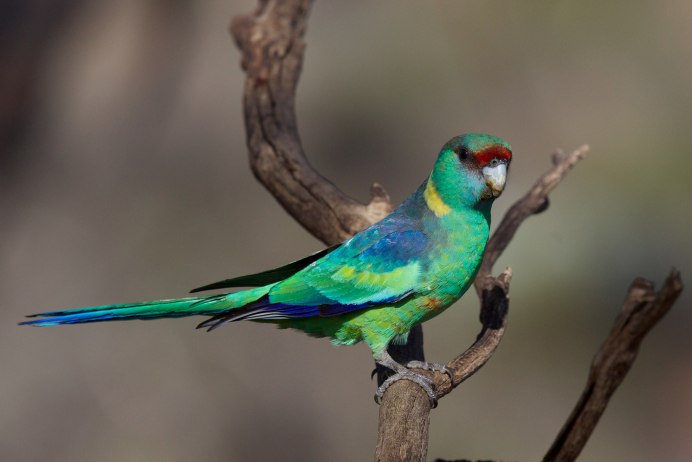 Poicephalus rueppellii