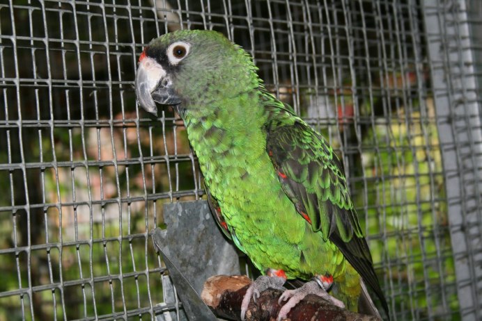 Blue and Gold Macaw