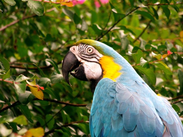 Parrot Macaw Hybrid