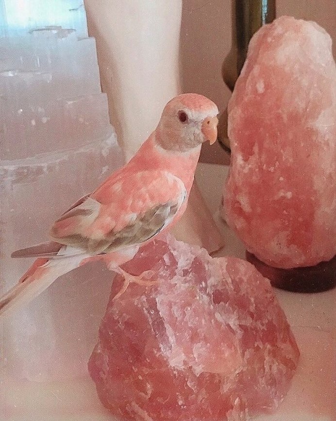 Розовый попугай маленький