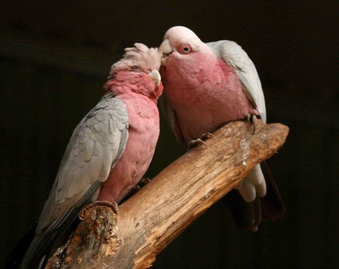 Rose breasted Cockatoo