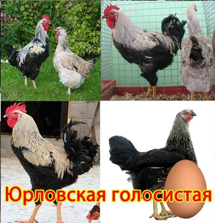 Породы кур яичного направления