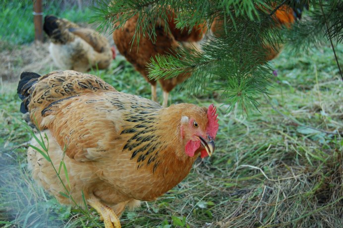 Курицы несушки породы