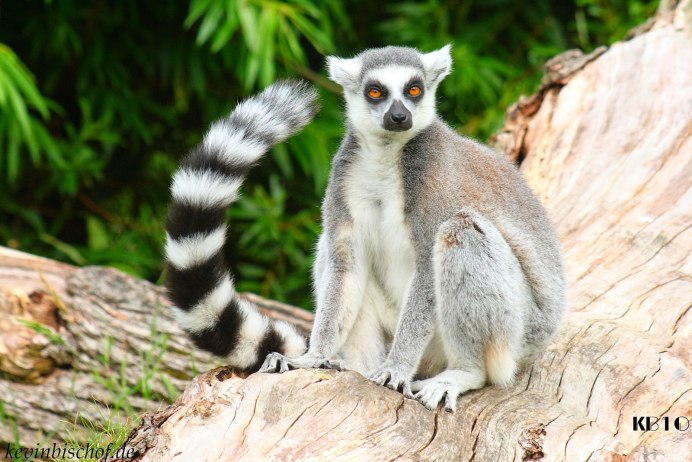 Red Ruffed Lemur
