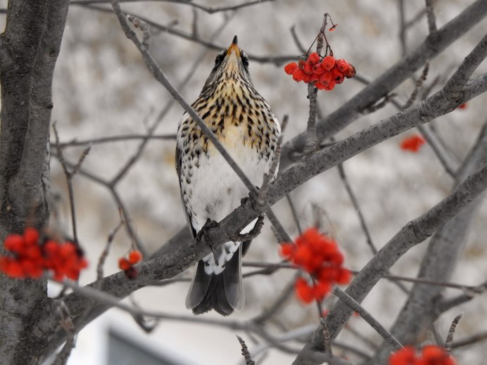 Рябинник (turdus pilaris