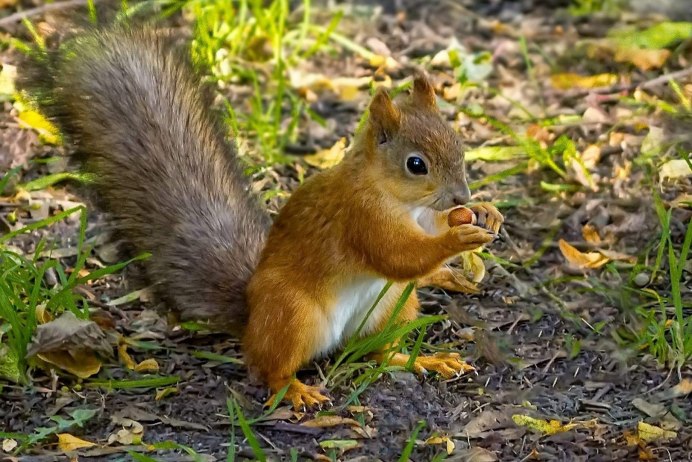 Pteromys Momonga