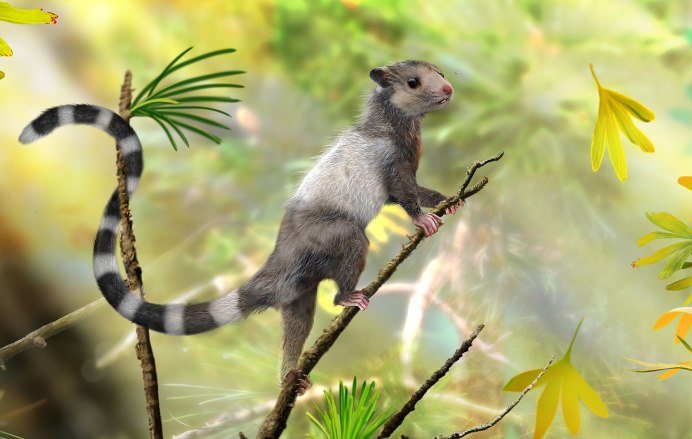 Tamiops swinhoei