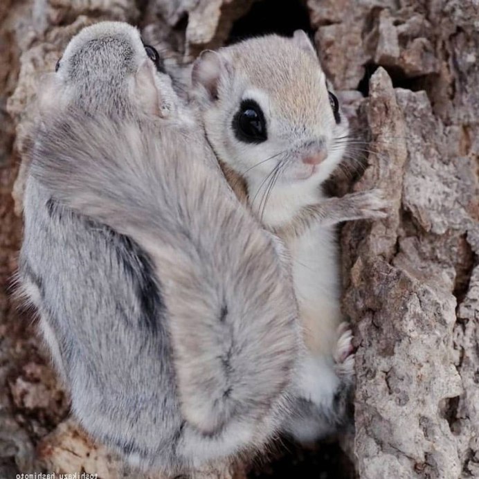 Летяга обыкновенная Pteromys volans