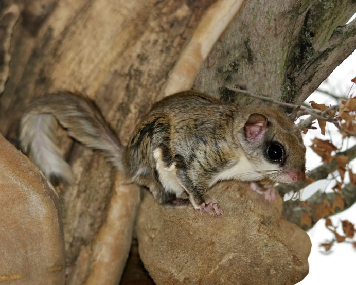 Squirrel kalonka