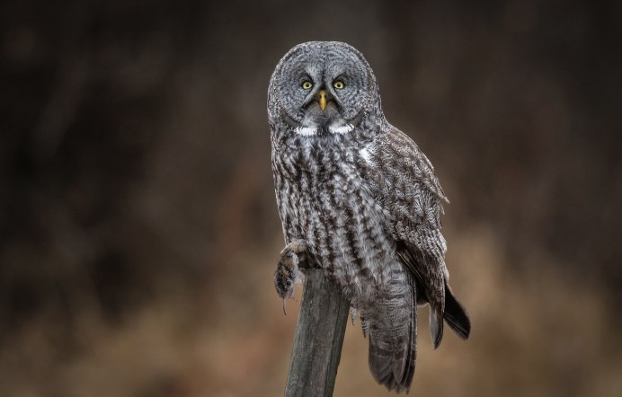 Серая неясыть