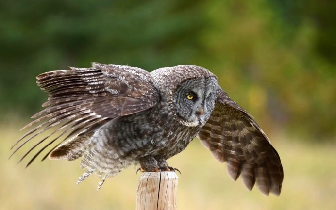 Грей Оул (Grey Owl)