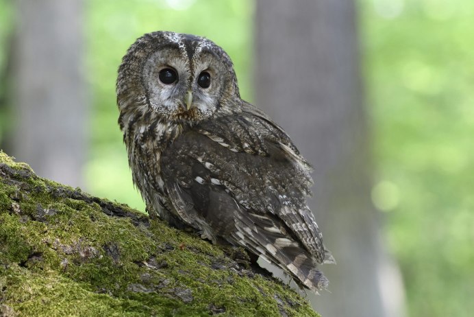 Бородатая неясыть птенец