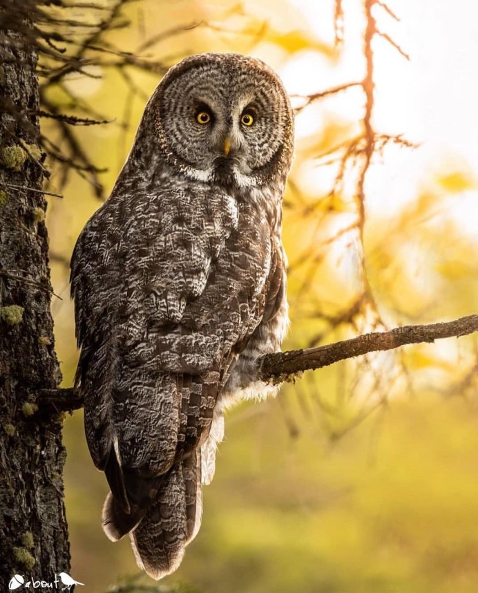 Сова сипуха