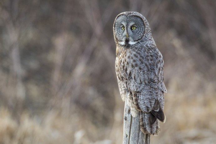 Сова с желтыми глазами