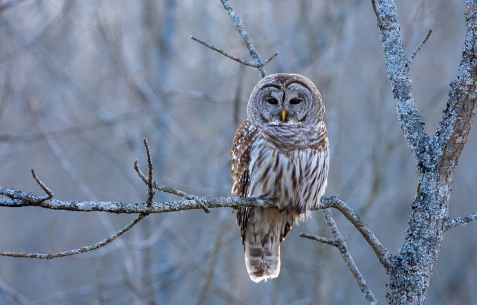 Обои на телефон Сова