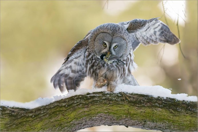 Бородатая неясыть