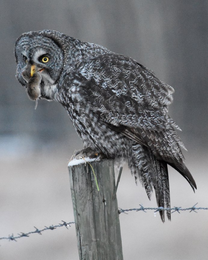 Серая неясыть птенец