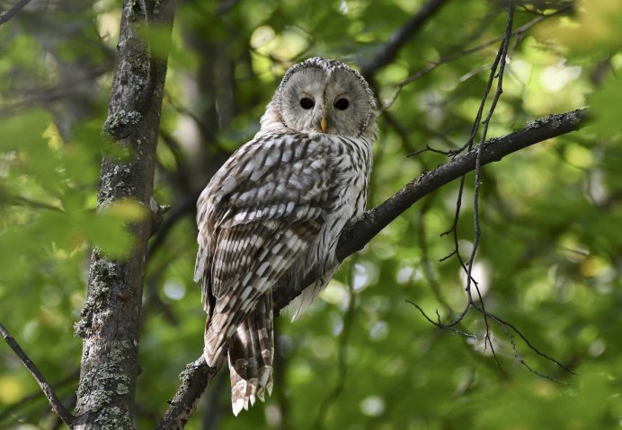 Кавказская неясыть