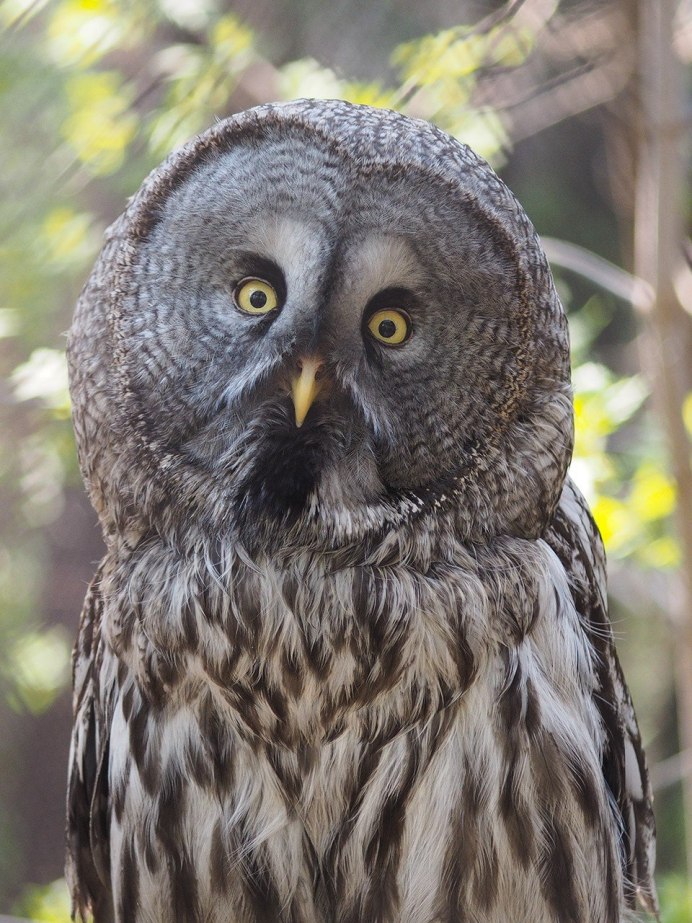 Рогатая Сова серая