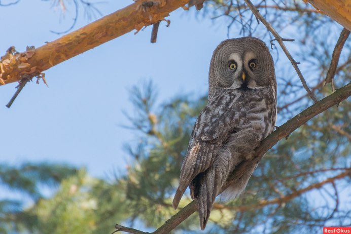 Серая бородатая неясыть