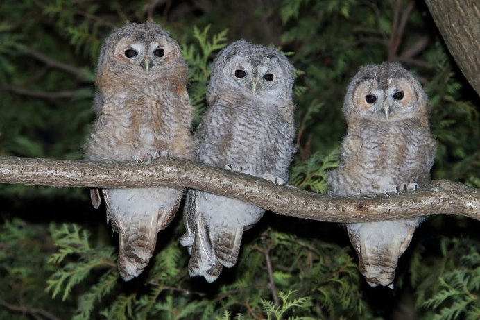 Манговая неясыть