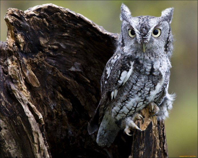 Серый Филин