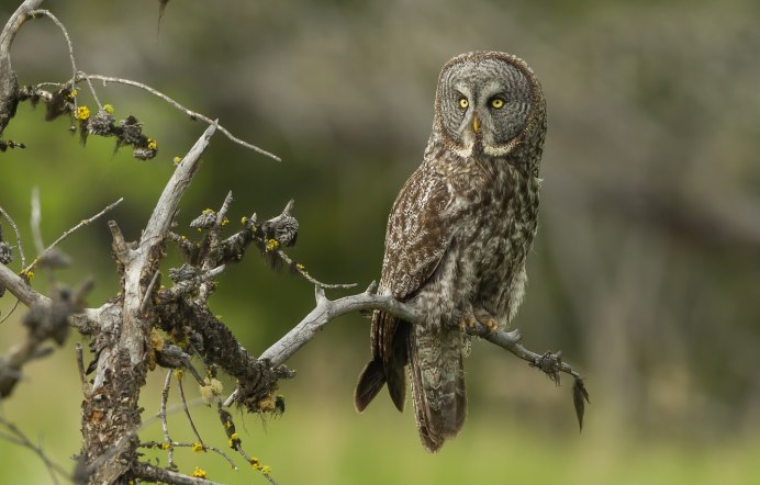 Бородатая неясыть