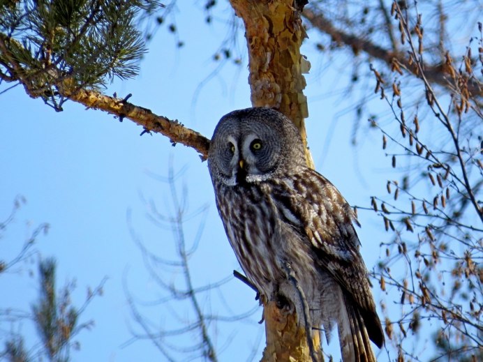 Серый Филин