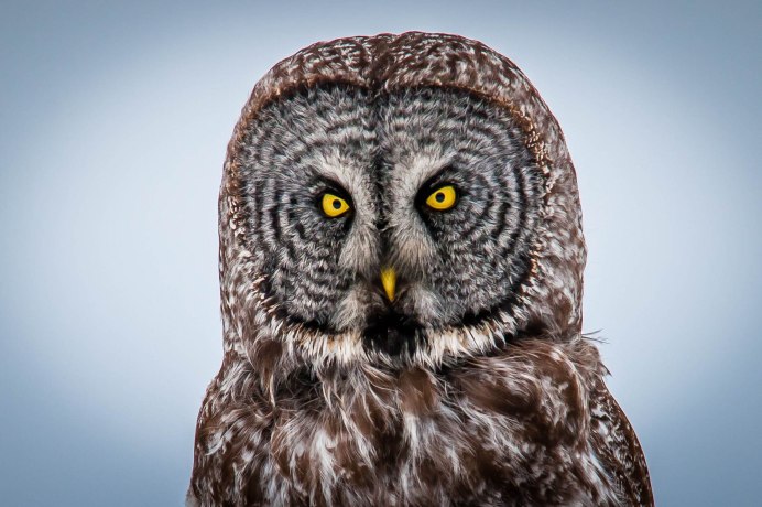 Абиссинский Филин