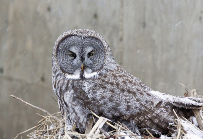 Бородатая неясыть