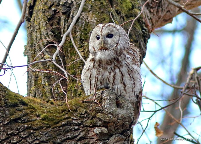 Серая бородатая неясыть