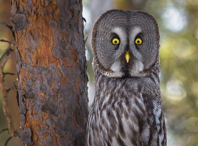 Серая Сова (Grey Owl,