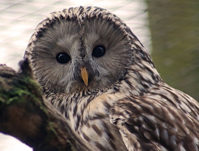 Лапландская бородатая неясыть