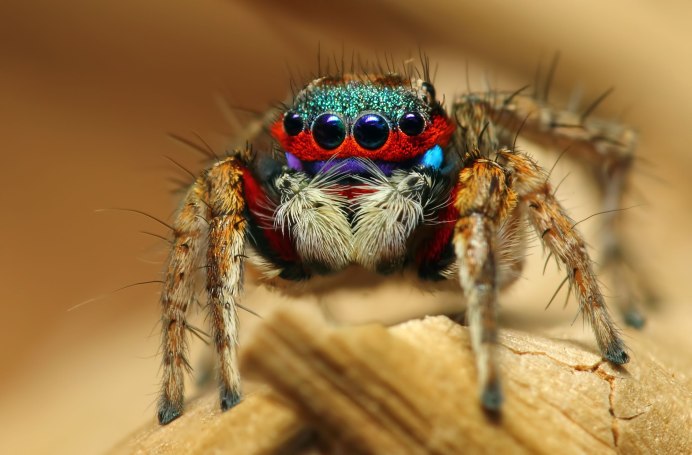 Phidippus Audax (паук-скакун) белый