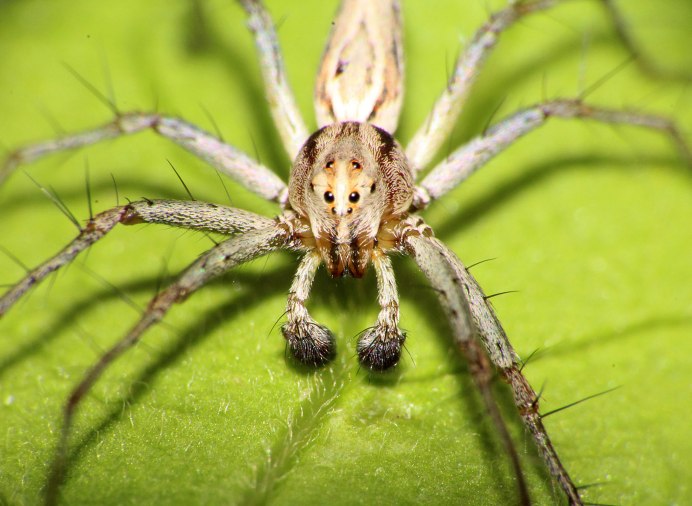 Лабиринтовый паук (Agelena labyrinthica)