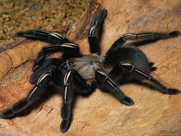 Паук Avicularia versicolor