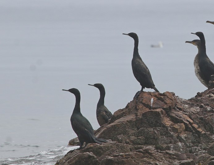 Берингийский Баклан (Phalacrocorax pelagicus)