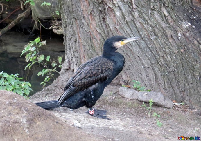 Shag Bird перевод