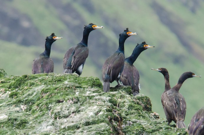 Cormorant 2