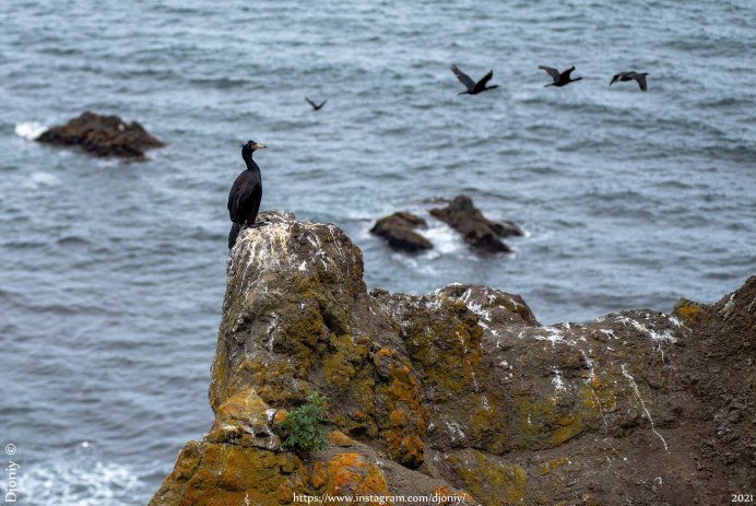 Большой Баклан Phalacrocorax Carbo