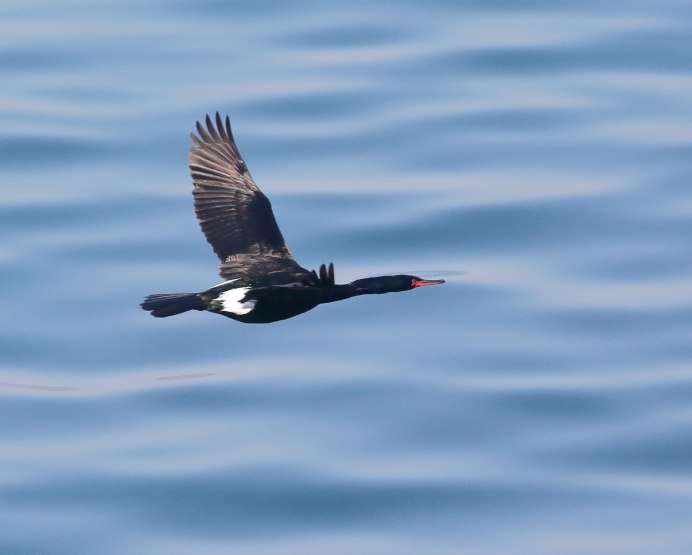 Хохлатый Баклан Phalacrocorax Aristotelis