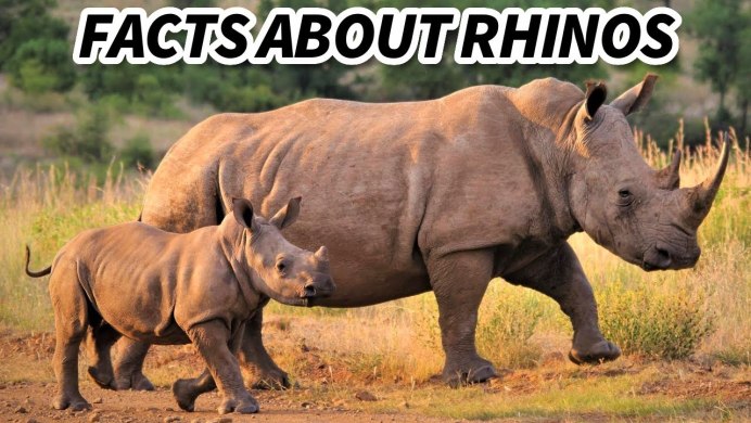 Rhino in Forest