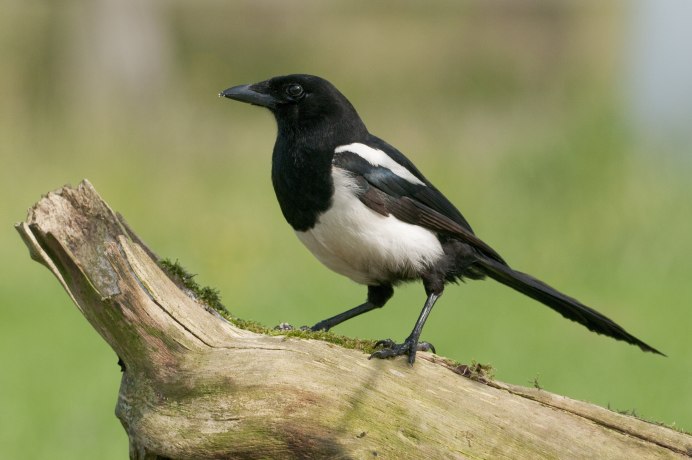 Ratchet-tailed Treepie