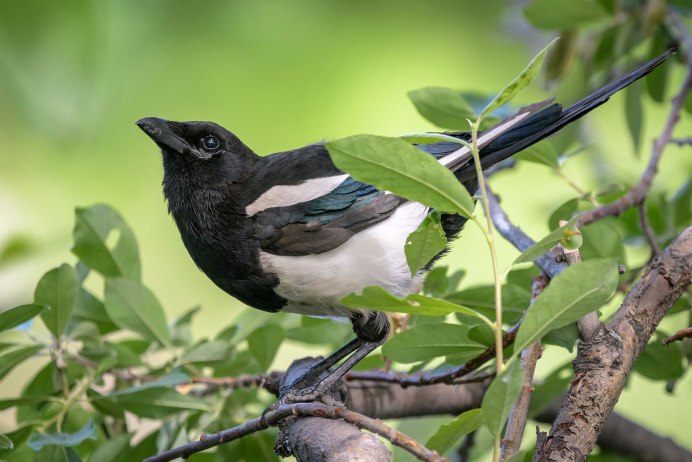 Magpie Wing