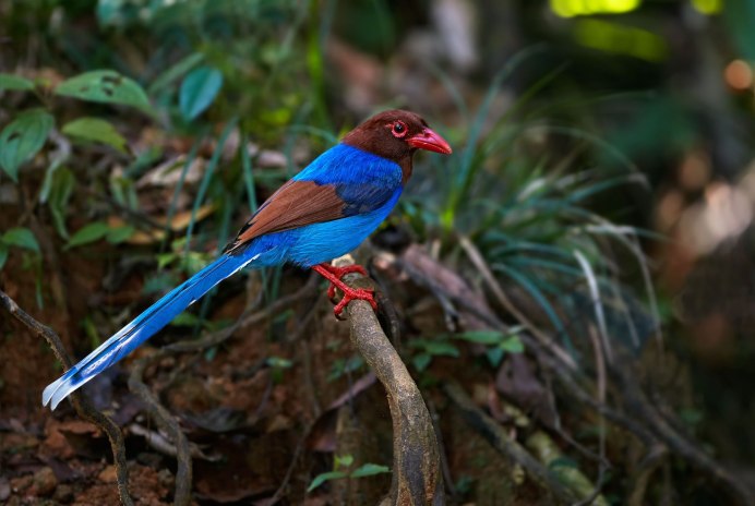 Rufous Treepie