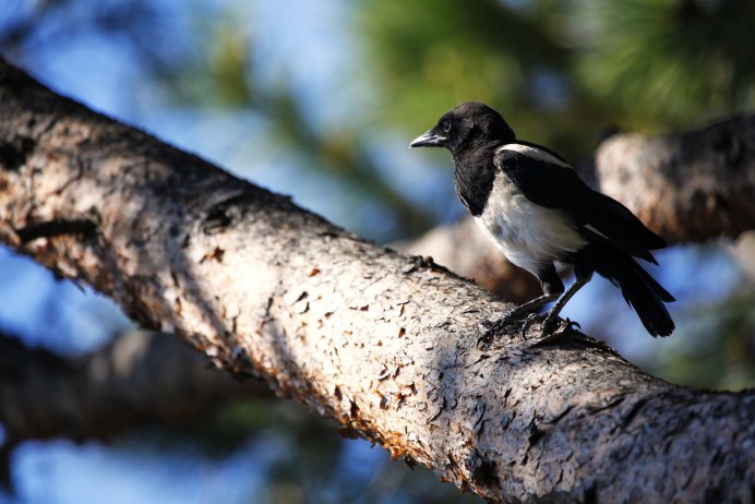 Magpie in Flight picture