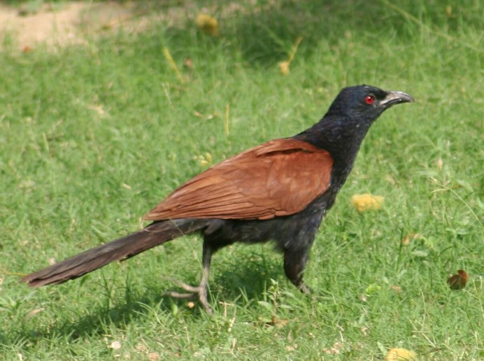 Magpie Robin