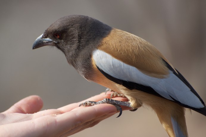 Picathartes Gymnocephalus