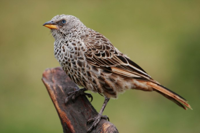 Lamprotornis purpuropterus
